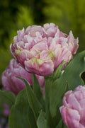 10 Tulip ‘Pink Star’