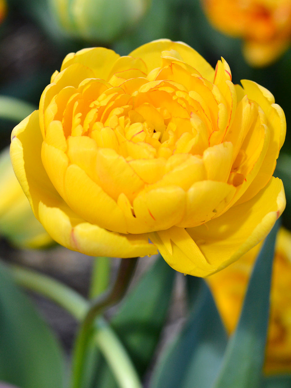 10 Tulip ‘Pomponette’