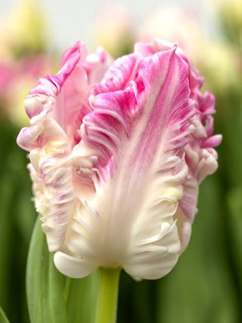 10 Tulip ‘Cabanna Parrot’