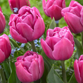 10 Tulip ‘Double You’
