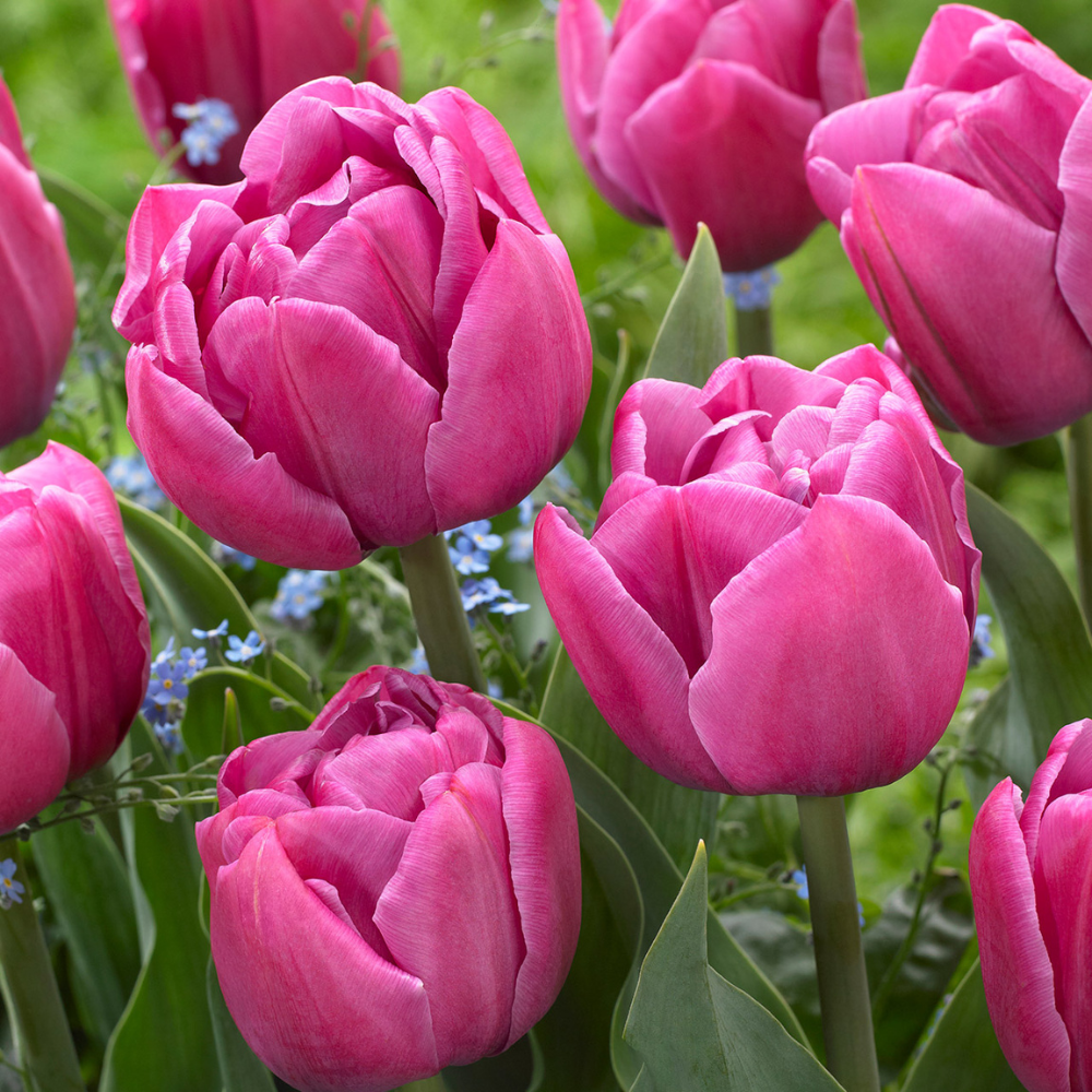 10 Tulip ‘Double You’