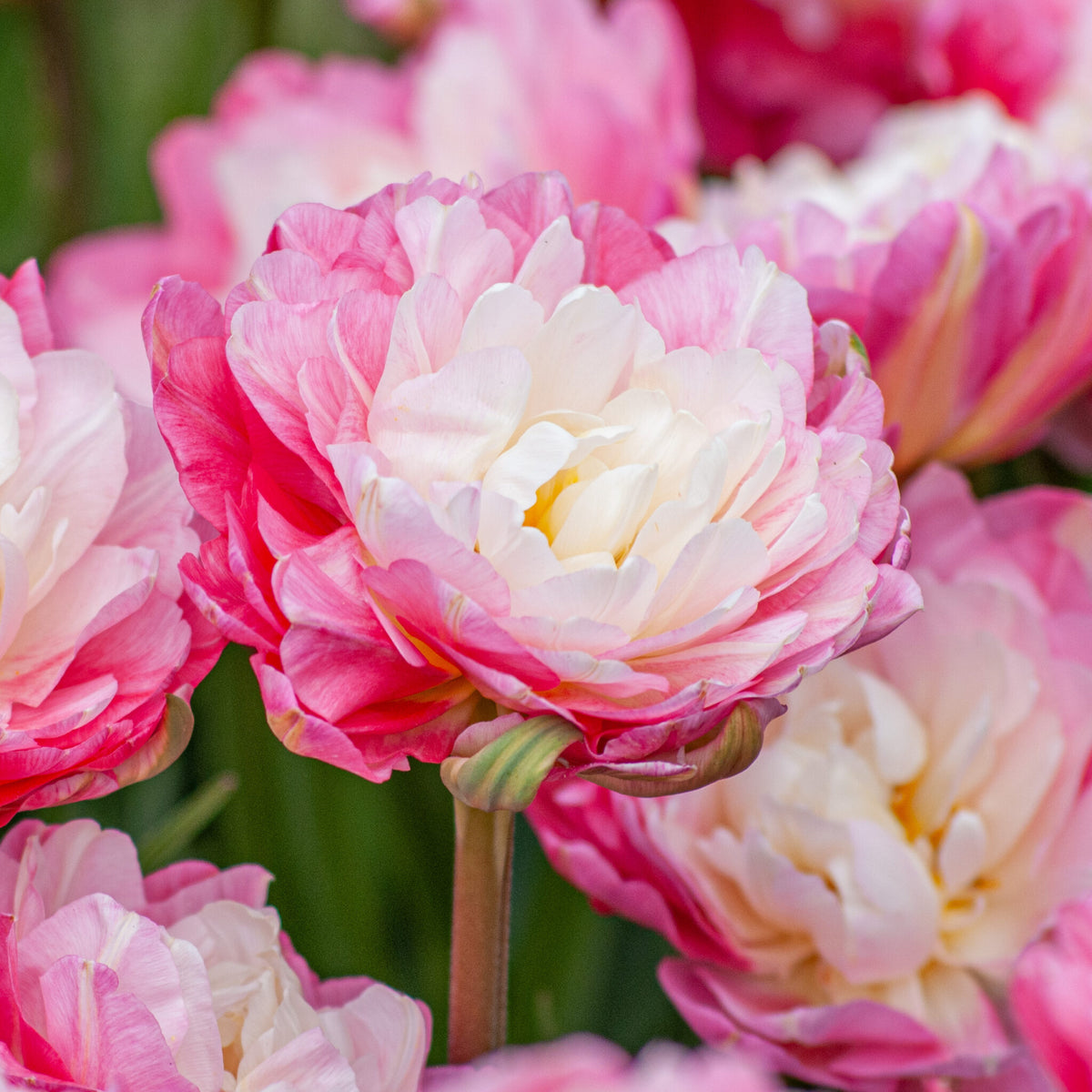 10 Tulip ‘Double Sugar’