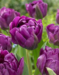 10 Tulip ‘Double Negrita’