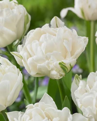 10 Tulip ‘Mount Tacoma’