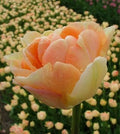 10 Tulip ‘Charming Beauty’