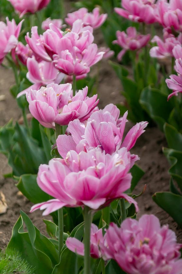 Tulip ‘Katinka’