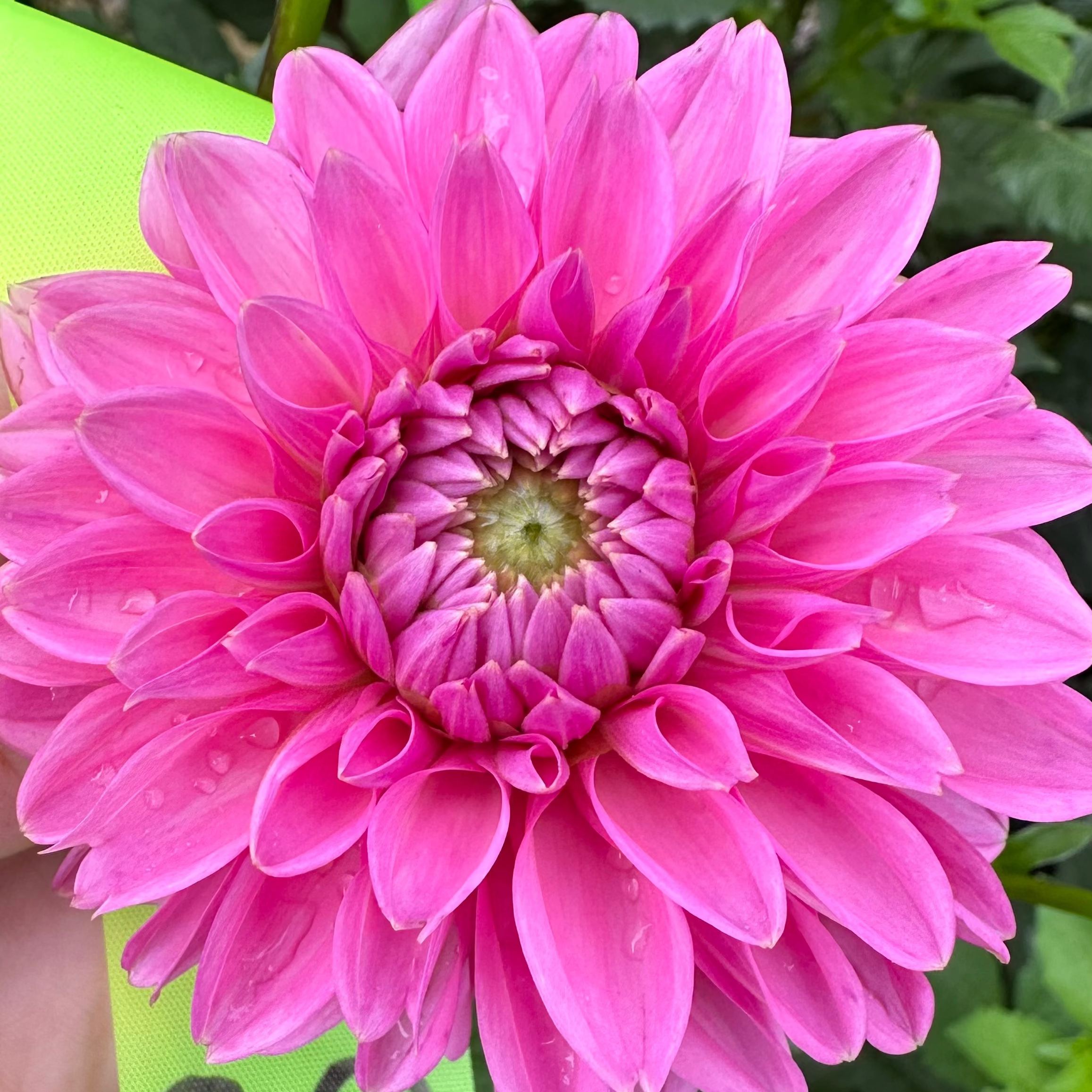 Pink Sylvia